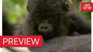 Silverback dad defends baby mountain gorilla - Animal Babies: Episode 3 Preview - BBC One