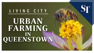 Living City: Urban farmers dig deep