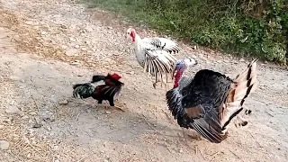 Cock VS Turkey Fight