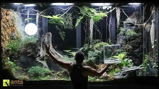 I Added a Second Lizard into My Giant Rainforest Vivarium