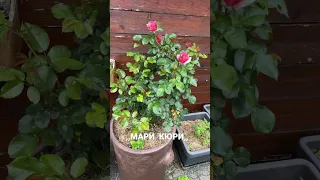 Роза ,,Мари Кюри,,-распустилась первая в моем саду! #розы#марикюри#