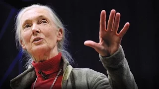 Jane Goodall: Was uns vom Affen unterscheidet