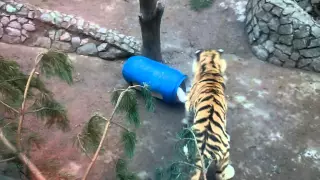 Tigers in the Leningrad Zoo - Barrel with food inside - all of the holes closed by boxes