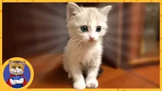 Life of a rescued orphan kitten named Snowflake