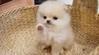 Funny Pomeranian | Cute Pomeranian| Mini Pomeranian Compilation #7