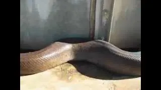 самая большая змея в мире.flv