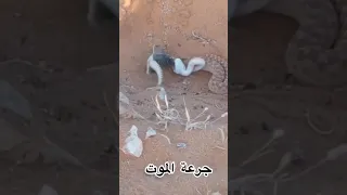 الأفعى أعطته جرعة الموت