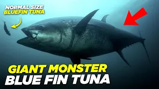 Nova Scotia Bluefin Tuna Fishing