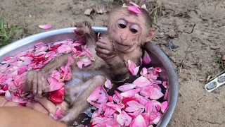 Princess Mimi relaxes in a bath full of roses