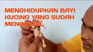 KOK BISA BAYI KUCING YANG SUDAH MATI HIDUP KEMBALI, BEGINI CARANYA