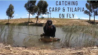 FLY FISHING FOR CARP & TILAPIA - CAPE TOWN SOUTH AFRICA