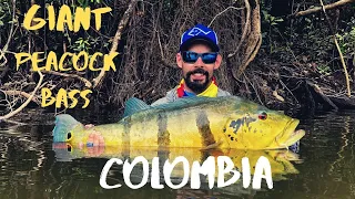 Giant Peacock Bass, Rio Mataven Colombia 2020