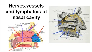 Arterial supply,venous drainage,lymphatic drainage,nerve supply of nasal cavity