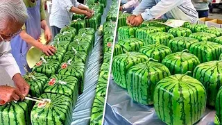 DEN MODERNEN PROZESS DER WASSERMELONENERNTE UND -VERPACKUNG MUSST DU SEHEN