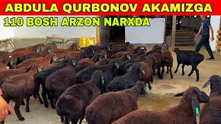 ABDULA QURBONOV AKAMIZGA 110 BOSH SIFATI ZOR NARXI ARZON QO'ZILAR KELDI SHOSHILING BUNAQASI BOLMAGAN