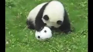 OMG it's so cute! - baby panda playing soccer (aka football)