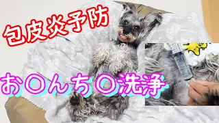 衝撃映像!? 犬の包皮炎予防 [お家で洗浄][犬の病気][シュナウザー][雄犬][生殖器][炎症]