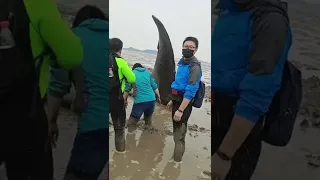Кит, выброшенный на берег в водах Сяншаня, Нинбо: подозрение на кашалота, начато спасение