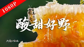 "The Taste of Lao Guang" Season 9 Episode 6 | Everything in Cantonese cuisine can be sour!