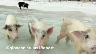 The 7 Swimming Pigs Mystery Movie Trailer EXUMA Bahamas