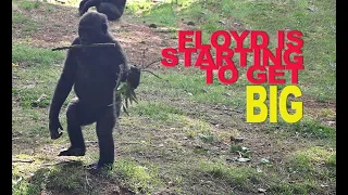 Kid Gorilla Floyd is Getting BIG! Non Stop Gorilla Wrestling with Sister Andi!