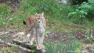 Wild Ireland Wildlife park