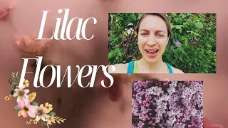 How to Grow a New Lilac Bush From a Branch Cutting- Gardening Basics 🌸🌸