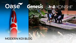 Modern Koi Blog #5653 - Live aus Japan: Makoto erklärt die Koi aus Auktion No. 564