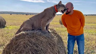 Puma Messi on a beautiful walk! Messi has forgotten what it's like to walk away from home