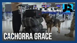 Prestes a se aposentar, cachorra Grace ajuda a PF a encontrar drogas no aeroporto de SP