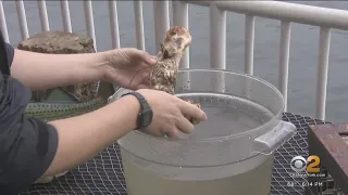 Oysters making Hudson River healthy and shoreline stronger