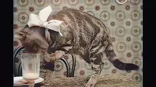 1906  Forgotten silent film of cat - Remastered and colorized