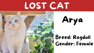 I Lost My Cat Arya - What I Learned | The Cat Butler