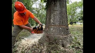 HOW TO AIM & DROP A LARGE TREE: tree felling