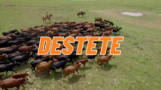 Zolvix ™– El Destete