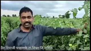 टोमॅटो प्लॉट by धनश्री Agro results