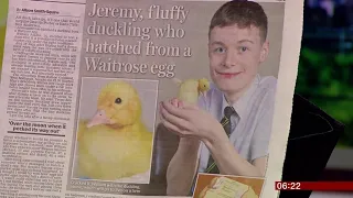 Duck hatched from box of eggs (UK) - BBC News - 19th February 2019