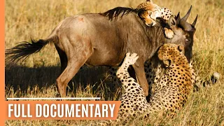 Cheetahs - High-speed hunters of the Savannah | Free Documentary