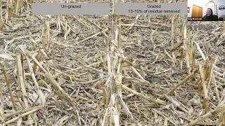 Corn residue Grazing: Current Recommendations and Adjustments Based on New Data