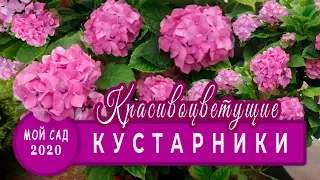 КРАСИВОЦВЕТУЩИЕ кустарники у меня в саду. ТОП - 6