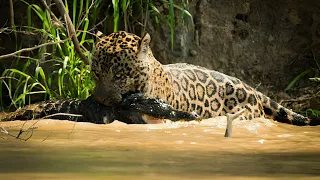 Jaguar: The Crocodile's Invisible Rival | Wild Animalogy