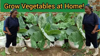 How  I Plant My  Vegetables Around My Home ? Simple tips