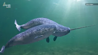 Rare Audio of Narwhal Buzzes, Clicks and Whistles Captured