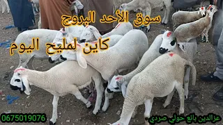 مباشر من سوق حدالبروج بني مسكين إقليم سطات بتاريخ1/10/2023مع أتمنه الخروف والحولية