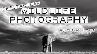 Award-Winning Wildlife Photographer in Kenya | Incredible images - PART I