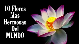 Las 10 Flores Mas Hermosas Del Mundo 2024