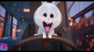 The Secret Life Of Pets  2017  Saving Bruce (5/5) DopeClips