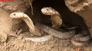 The man sleeping in the forest was attacked by a large poisonous snake from the tree