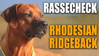 Rhodesian Ridgeback Rassecheck - Rasseportrait, Rassebeschreibung