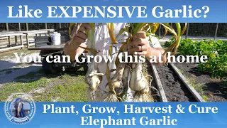 How to Plant, Grow, Harvest & Cure Elephant Garlic | Expensive Garlic